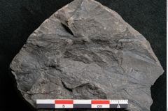 Foto (Detailansicht) von Taeniopteris pseudosimplex Ettingshausen (NHMW-GEO-2024-0188-10295)